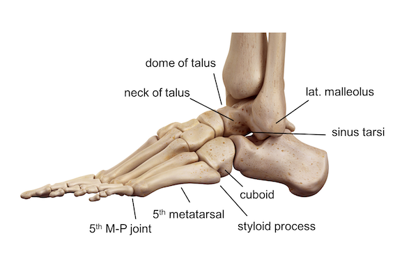 ankle support for basketball shoes